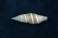 藏品(黑筆螺)的圖片